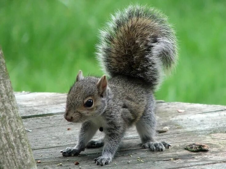 Маленькие бельчата. Как называются дети белки. Самец белки. Карликовая белка. Животные лесные вместе.