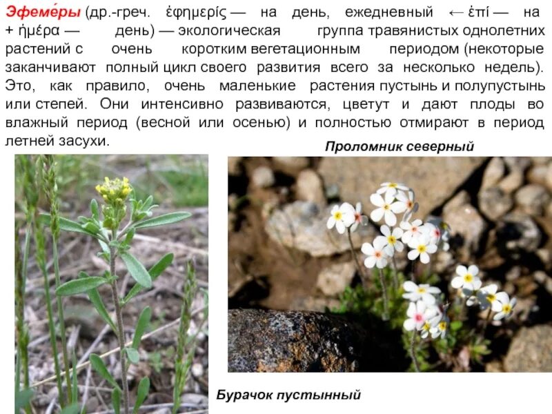 Теневыносливые эфемероиды. Эфемериды растение. Эфемероиды это. Эфемеры и эфемероиды. Эфемеры это кратко.