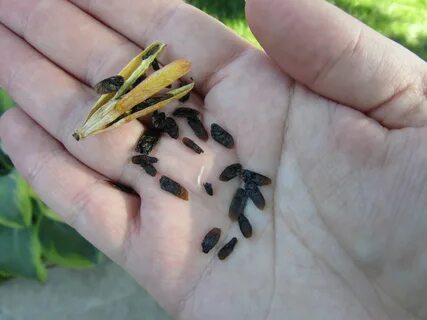 Cheesehead Gardening: Collecting Hosta And Daylily Seeds 195
