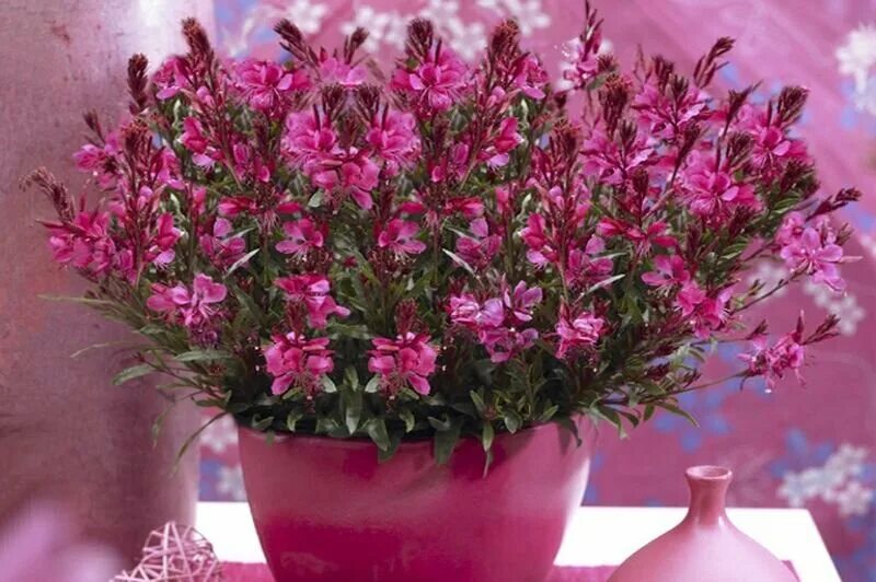 Гаура цветок. Гаура линдхеймера siskiyou pink. Гаура компакт пинк. Гаура линдхеймера растение. Цветок гаура линдхеймера.