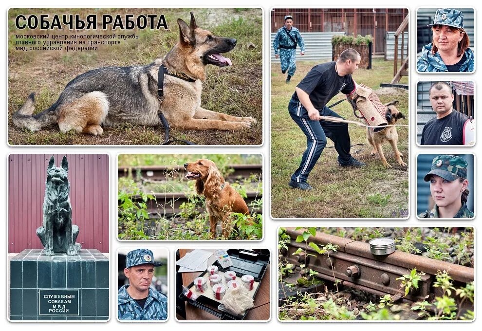 Работа быть собакой. Собака на работе. Собака вакансия. Уйдите все на работу кот. Пес работает.