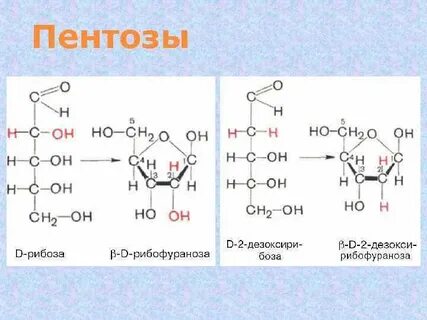 Пентоза