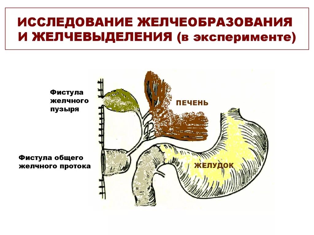 Схема поступления желчи в 12 перстную кишку. Регуляция желчеобразования схема. Методики изучения желчеобразования и желчевыделения.. Механизм образования желчи физиология.