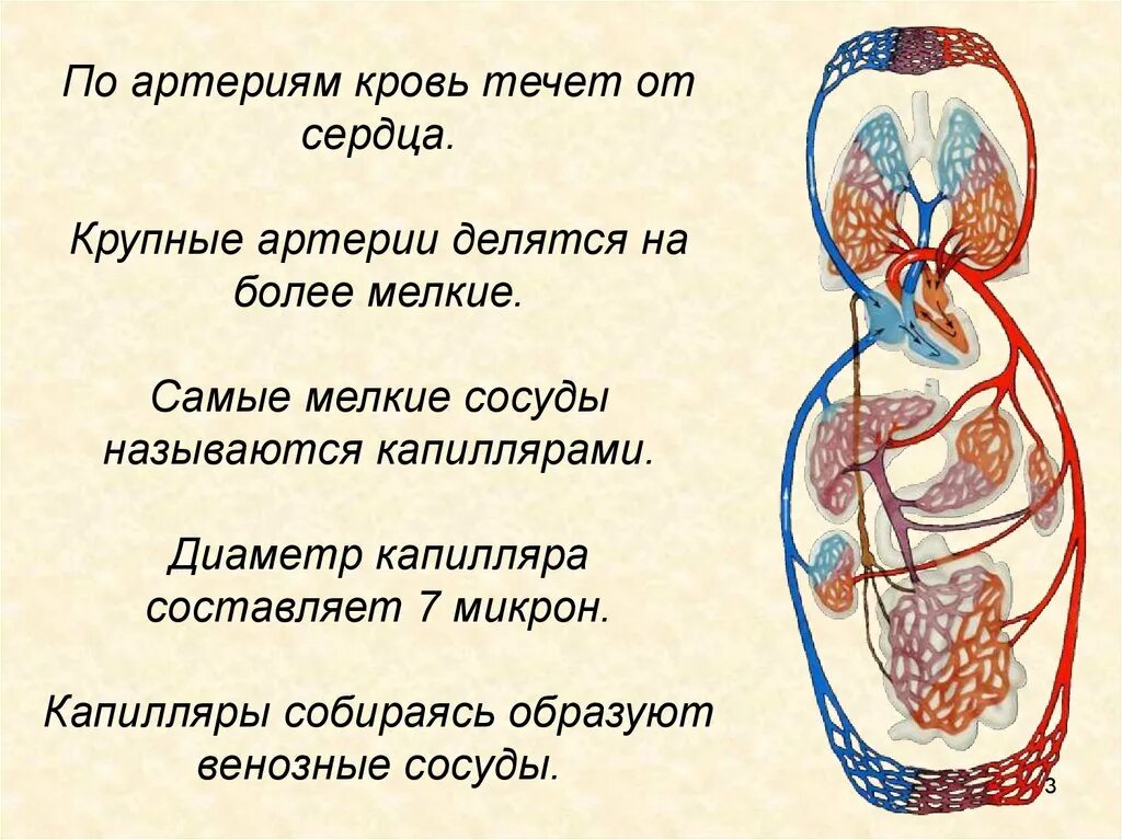 По артериям кровь течет к. По артериям кровь течет от сердца. Легочные капилляры по которым кровь течет к сердцу. Кровь направляется к легким