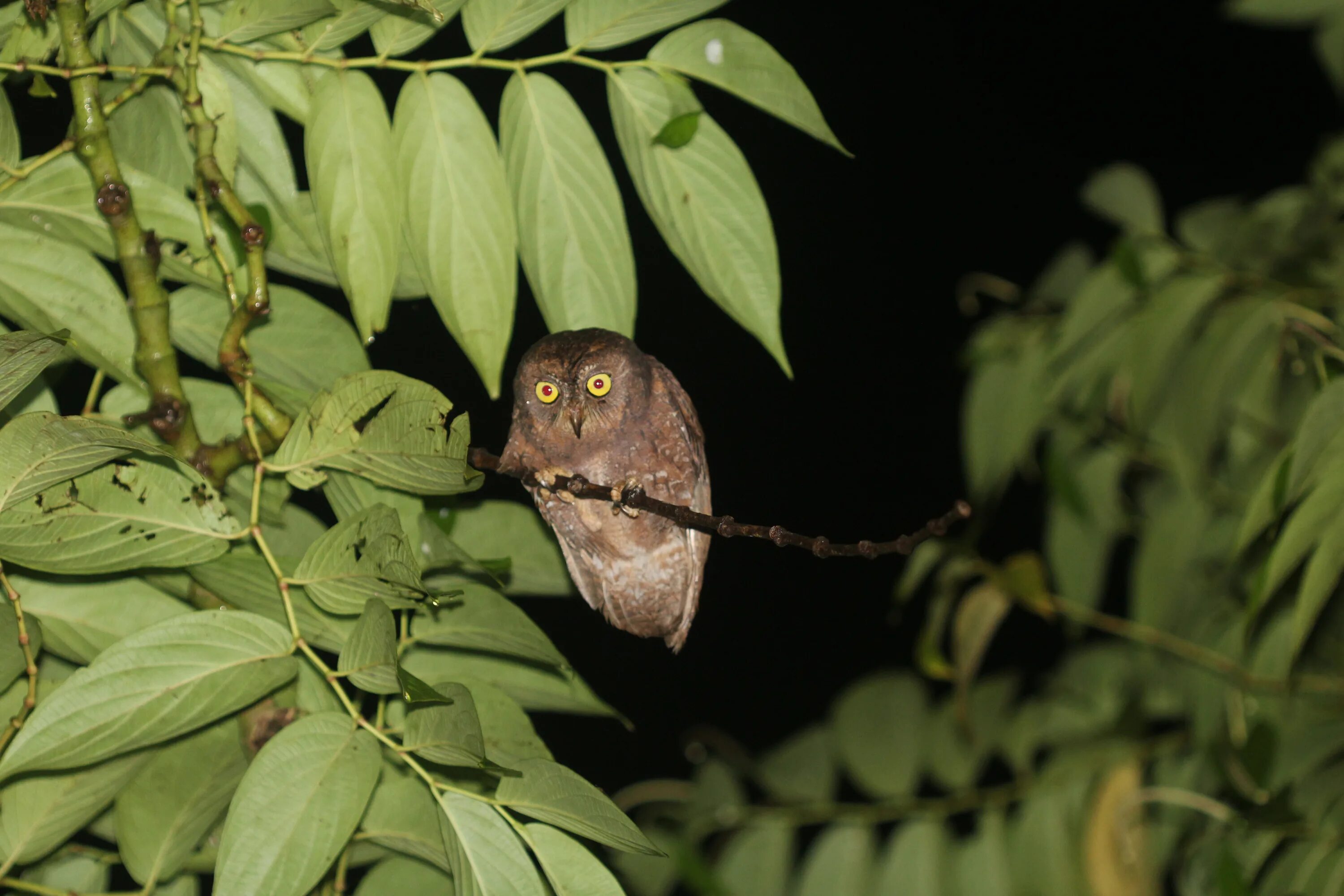 Otus basic. Otus silvicola. otus moheliensis. совки (птицы).