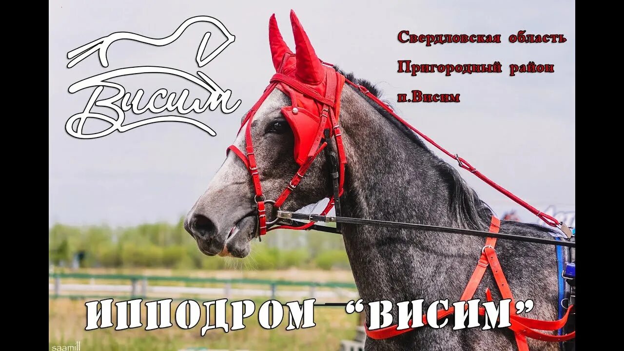Висимский ипподром. Ипподром висим свердловская область. конь в пальто воронеж ипподром.