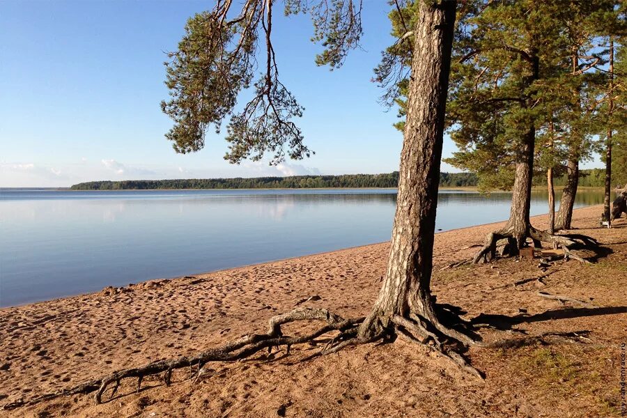 водоём глубокий во владимире. берег озера глубокого. берег озера глубокого. озеро селигер берег с соснами. озеро глубокое ленинградская область.