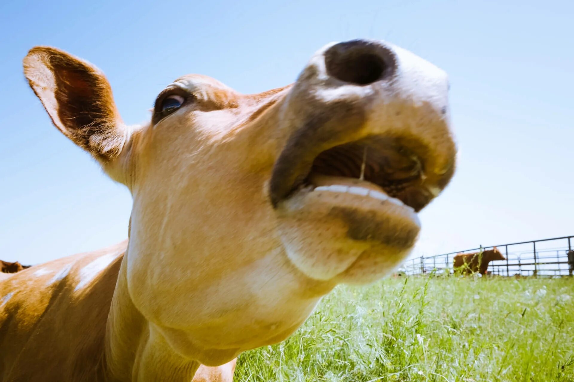 Бык мычит. Корова мууу. Домашние животные корова. Корова му. Какие звуки издает корова.