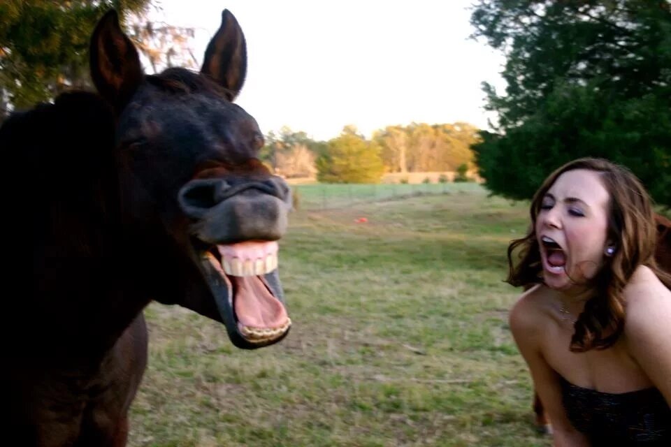 Новые бесплатные видео. Ютуб приколы. Прикольные видеоролики. Лошадь с девушкой смеется.