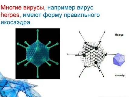 Вирус правильно