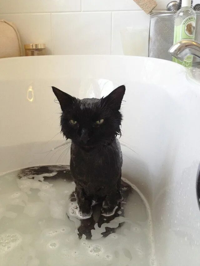 Кот купается. Кот в ванне. Мокрый кот в ванне. Мокрая кошка. Кошка после купания