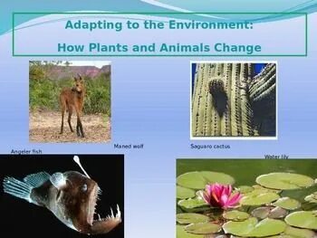 Adapting to the environment