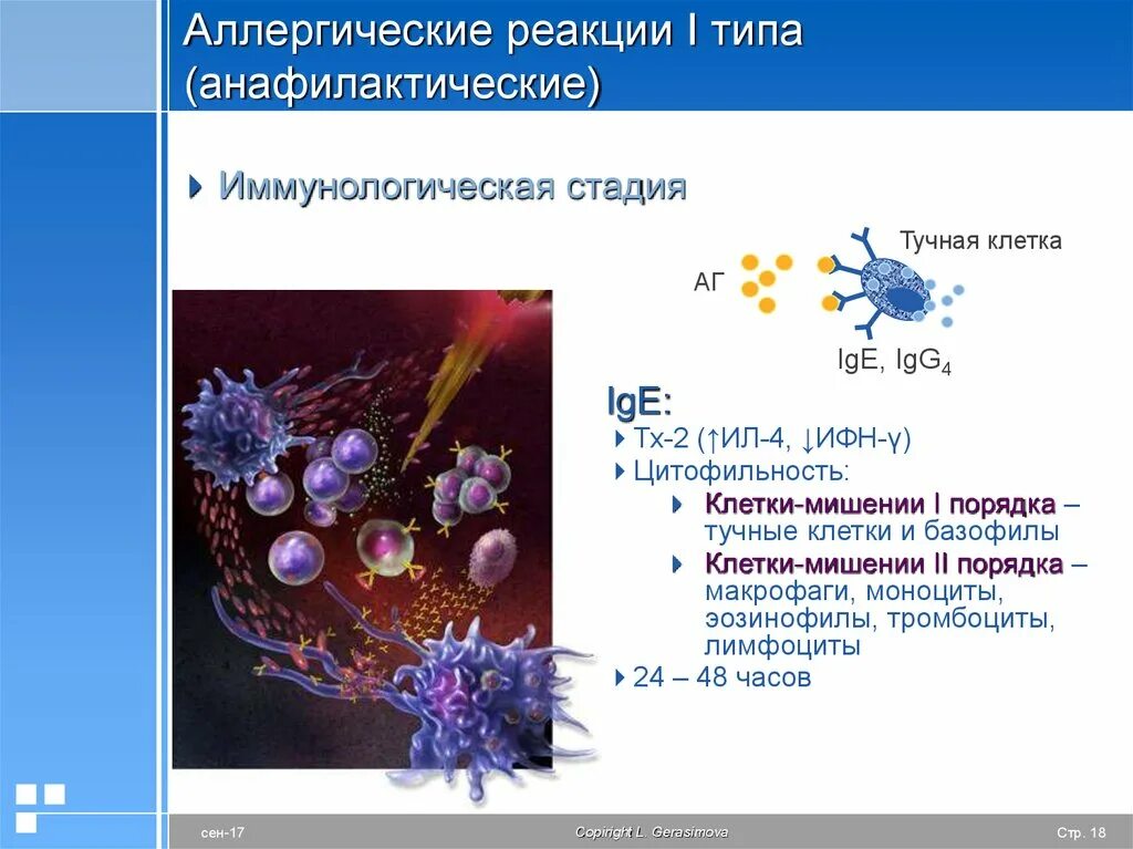 В первой стадии реакции. Фазы аллергической реакции 1 типа. Этапы аллергической реакции 1 типа. Стадии аллергической реакции 1 типа. Иммунологическая стадия аллергической реакции 1 типа.