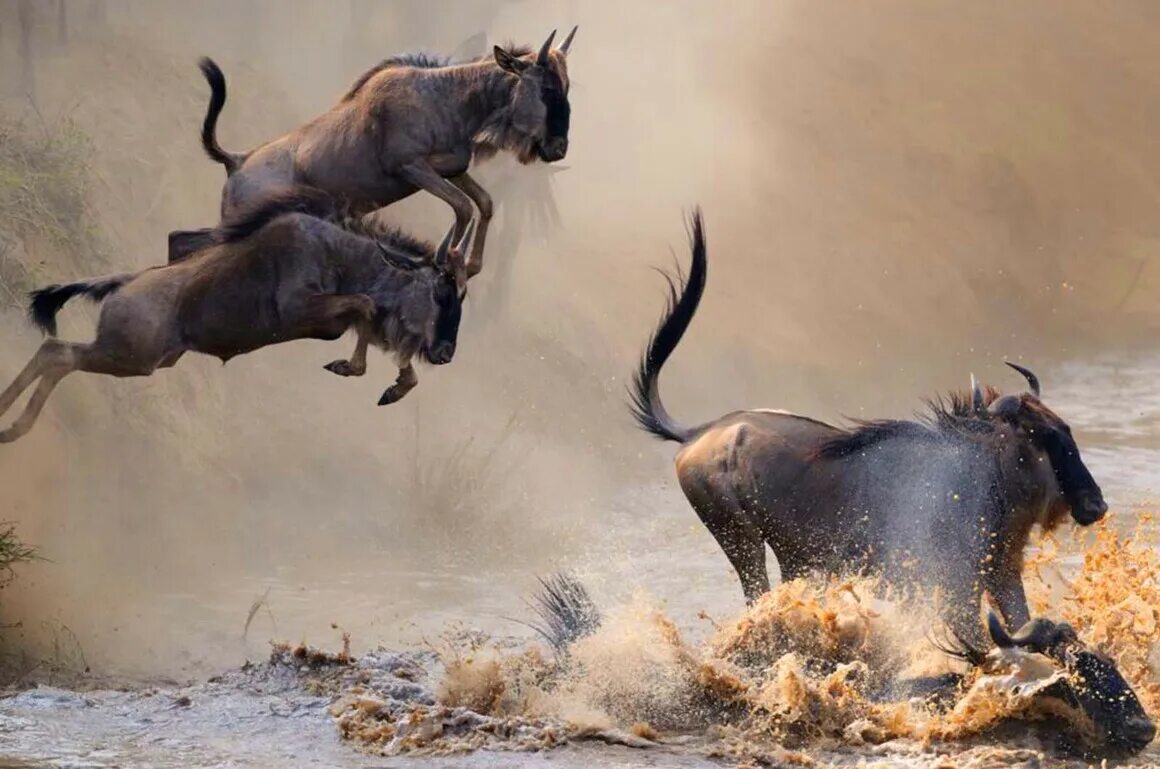 Антилопа гну. Африканская антилопа гну. Стадо антилоп гну. Антилопа гну и человек. Животные антилопа гну