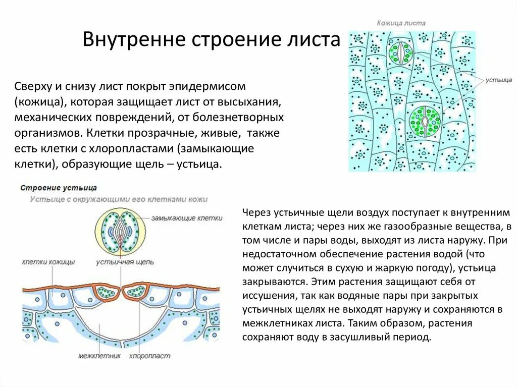 Строение кожицы листа проект 6 класс Решения домашних заданий по биологии 6 класс Преображенская 20 упражнение