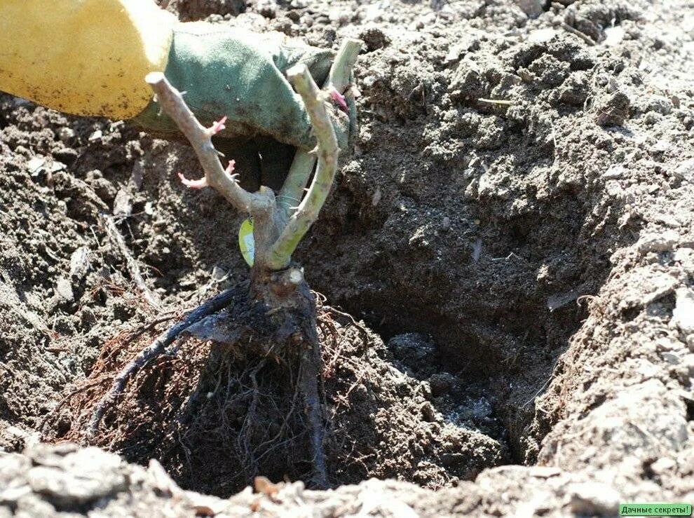 Пересадка роз летом на другое место. Посадка роз. посадка роз осенью. высадка роз в открытый грунт. посадка саженца розы.