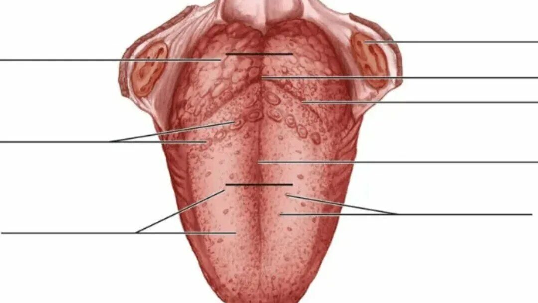 Части языка человека. Корень языка анатомия строение. Анатомические образования корня языка. Желобовидные сосочки латынь. Языковые сосочки анатомия.