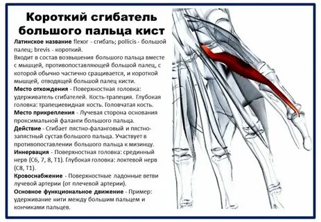 Короткий сгибатель большого пальца кисти