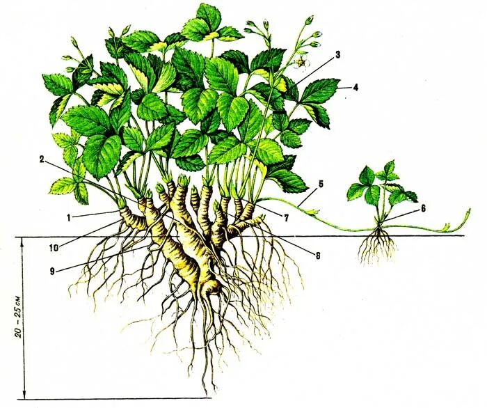 Корневая клубники. Корневище земляники. Строение куста земляники садовой. Земляника Садовая корень. Земляника Лесная корневище.