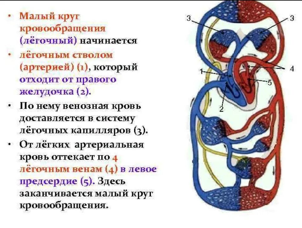 Кровь поступает в легкие по сосудам круга. Малый круг кровообращения начинается легочным стволом. МКК малый круг кровообращения. Сосуды малого круга кровообращения анатомия человека. Вены малого круга кровообращения анатомия.