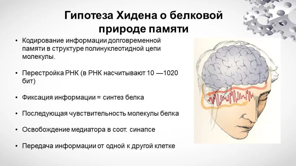 Память х. Гипотеза Хидена о белковой природе памяти. Гипотеза про память. Теория памяти Хидена. Биохимическая теория памяти.