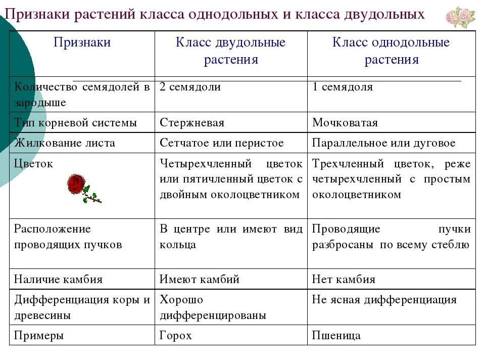 Для класса однодольные характерны признаки