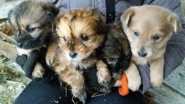 Pin by speakerling on котики-наркотики Puppy photos, Dogs, Animals