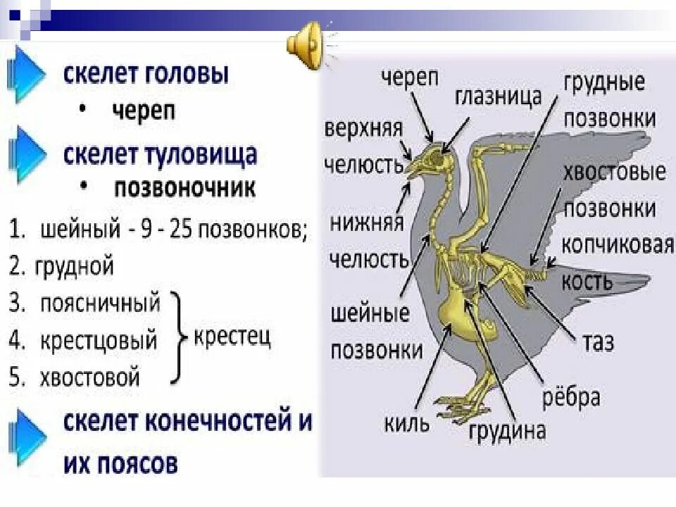 Кости пояса верхних конечностей птицы. Скелет птицы. Строение скелета птицы. Пояса конечностей птиц.