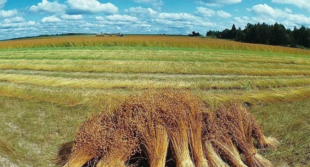 Сноп льна. Сноп льна. Снопы льна. Hay texture. Стебель льна.