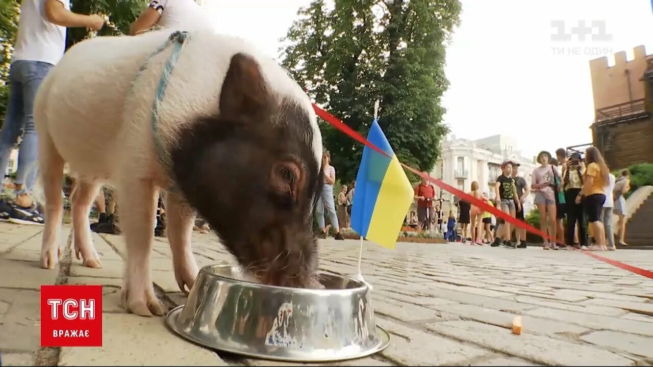 Украинские свинки. Огромная свинья с украинским флагом.