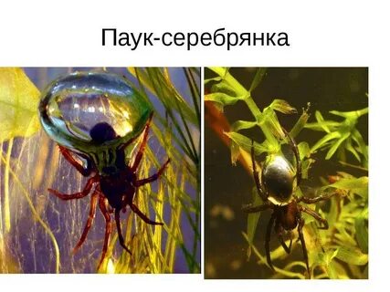 Паук серебрянка развитие с метаморфозом или прямое