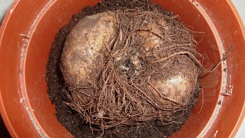 Глоксиния клубневая. Клубень глоксинии. Клубень глоксинии. Как посадить глоксинию. Глоксиния размножение клубнями.