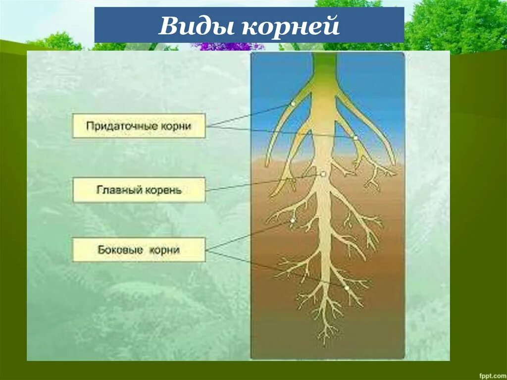 Придаточные корни есть. Виды Кореи.