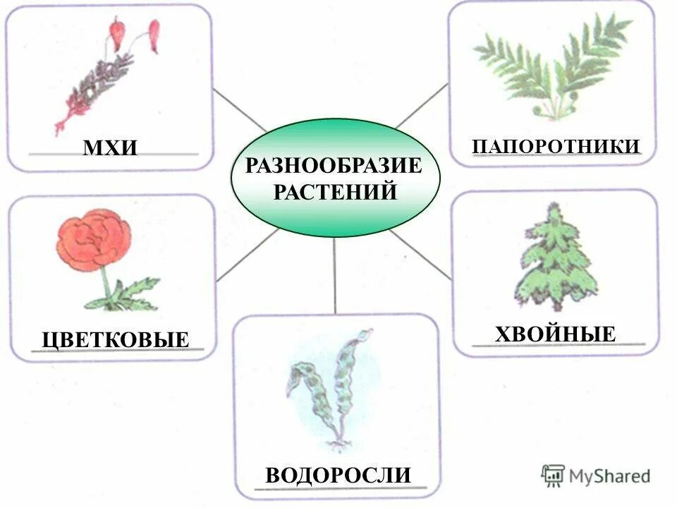 Окружающий мир названия групп