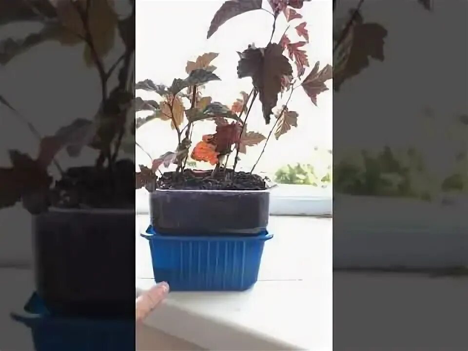 Пузыреплодник диабло размножение черенками. Пузыреплодник калинолистный размножение. Пузыреплодник размножение черенками. Как черенковать пузыреплодник осенью. Размножить пузыреплодник черенками.