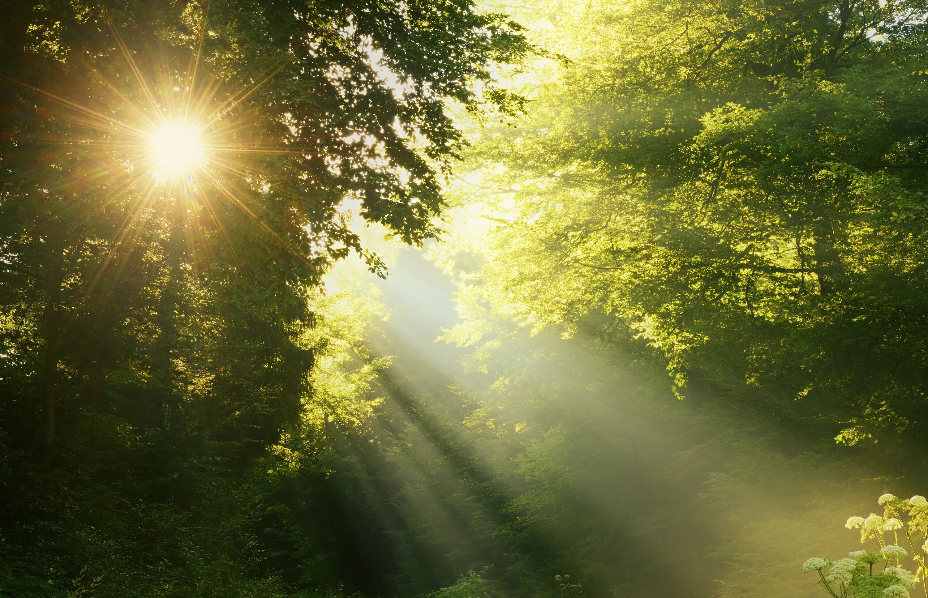 Каким цветом светит солнце. Лучи солнца. Природа солнце. Свет солнца. "Солнце в лесу".