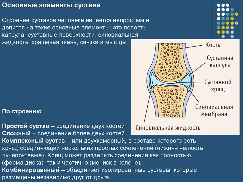 Суставной хрящ и синовиальная жидкость. Основные элементы сустава человека. Межхрящевой сустав классификация. Сустав строение анатомия функции.