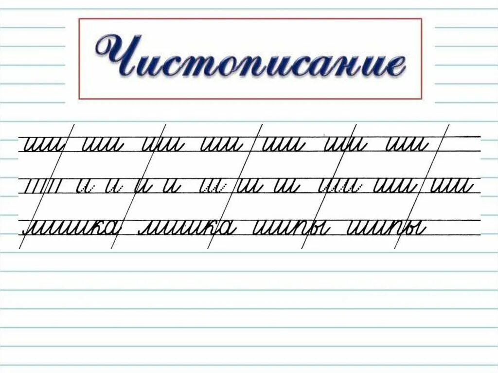 Как пишется буква ш. Чистописание буква ш. Минутка ЧИСТОПИСАНИЯ жи ши. Чистописание буква ш 1 класс. Чистописание буква ж.