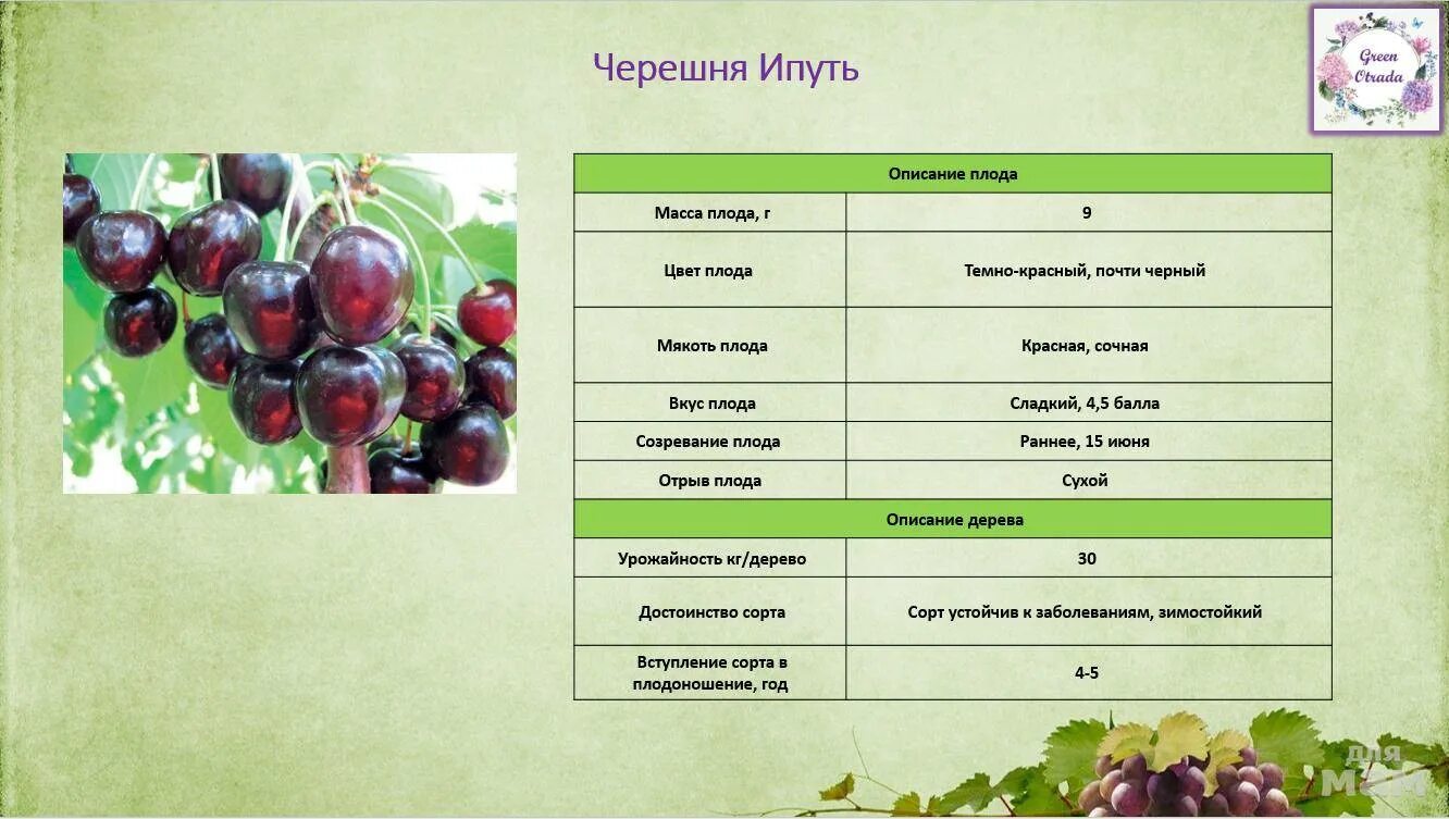 Черешня овстуженка описание опылители морозостойкость сорта. Сорт черешни Ипуть. Саженцы черешня Ипуть. Черешня Ревна описание сорта. Черешня Овстуженка дерево.