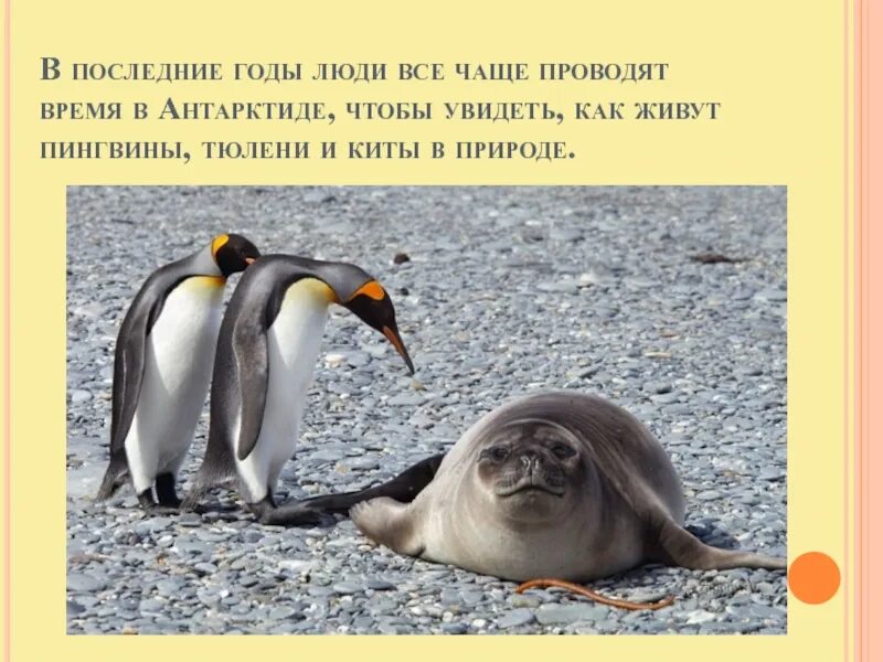 Как изменится численность императорских пингвинов и тюленей