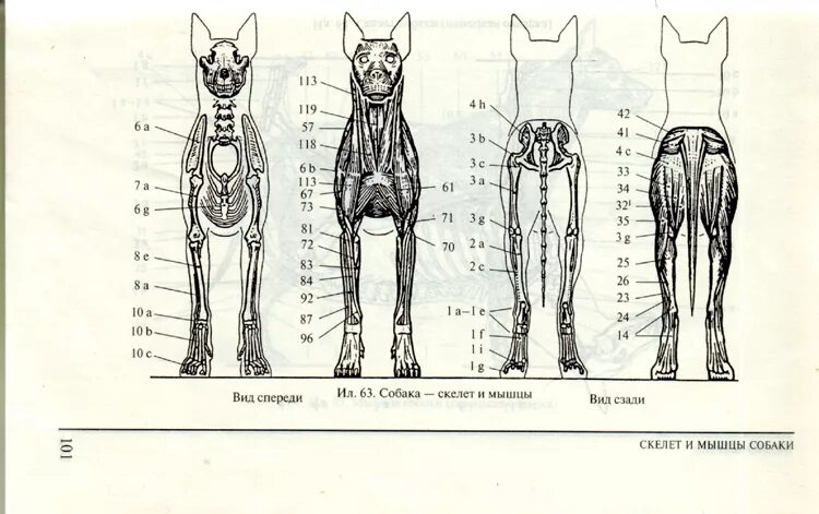 Строение скелета собаки спереди. Скелет собаки вид спереди. Строение собаки вид спереди. Мышцы собаки спереди.