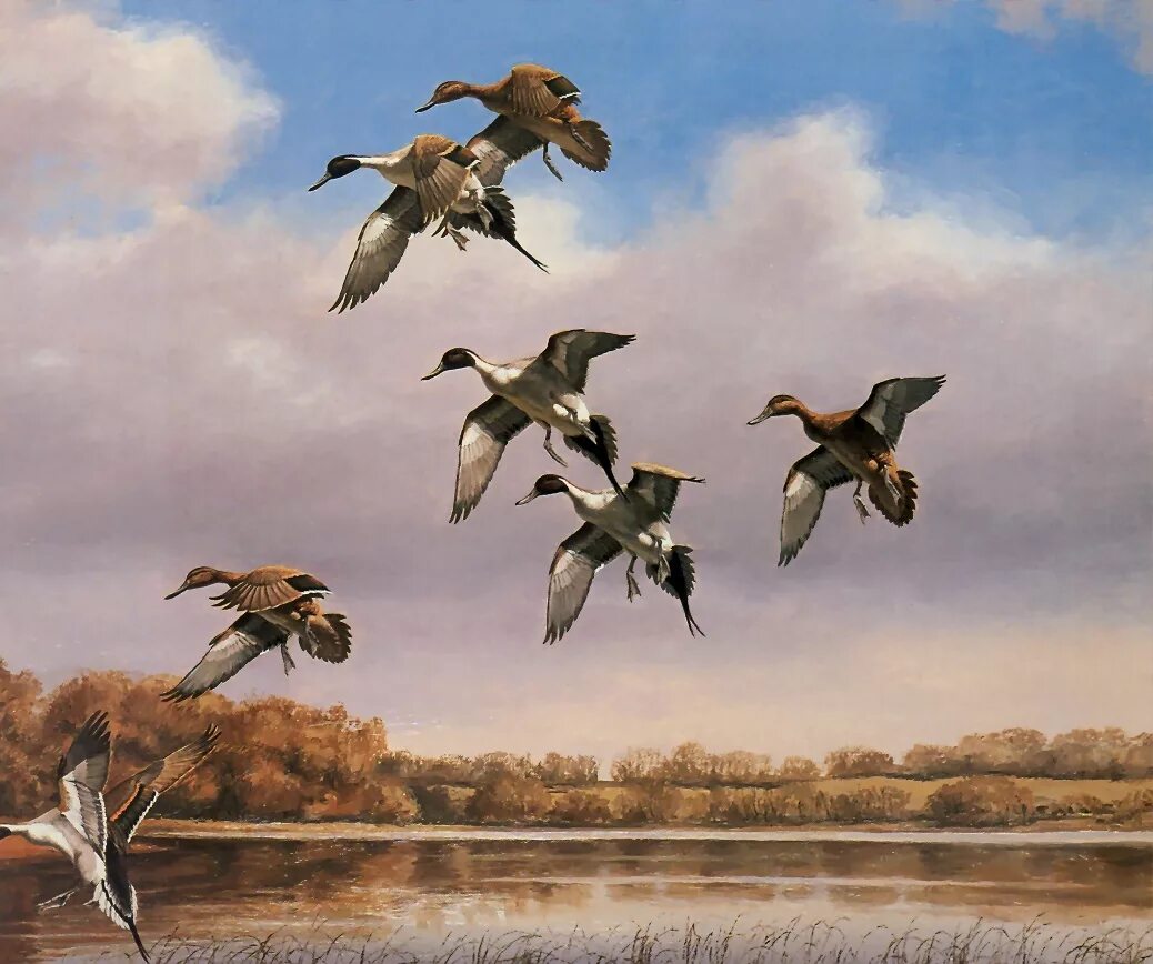 Утка летела 3. David Maass картины. Утки летят. Крестиком утки летят. Вышивка утки летят.