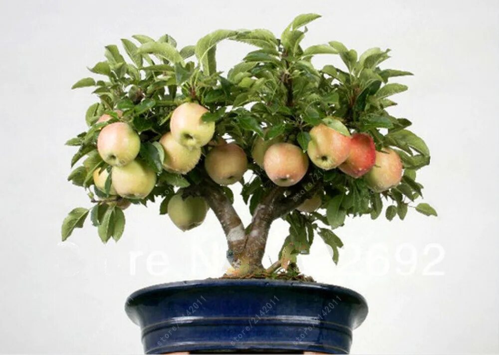 Можно ли из семечка яблока вырастить яблоню. Бонсай из яблони из косточки. Яблоня карлик бонсай. Домашняя яблоня в горшке. Карликовые деревья яблони.