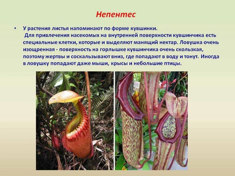 Питание растений хищников. Насекомоядные растения непентес. Непентес растение хищник. Непентес растение хищник кувшиночник. Непентес мадагаскарский.