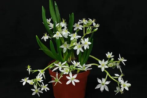 Луковые комнатные цветы