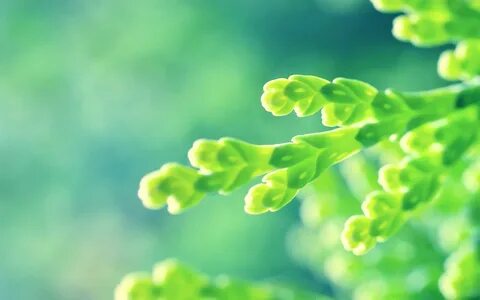 Natural plant