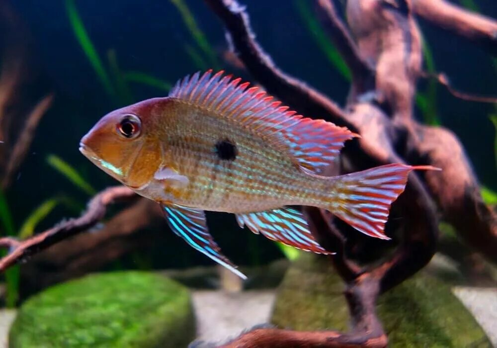 Геофагус Топажос (Geophagus tapajos) 4-5 см купить за 251 руб. ZOOMIX