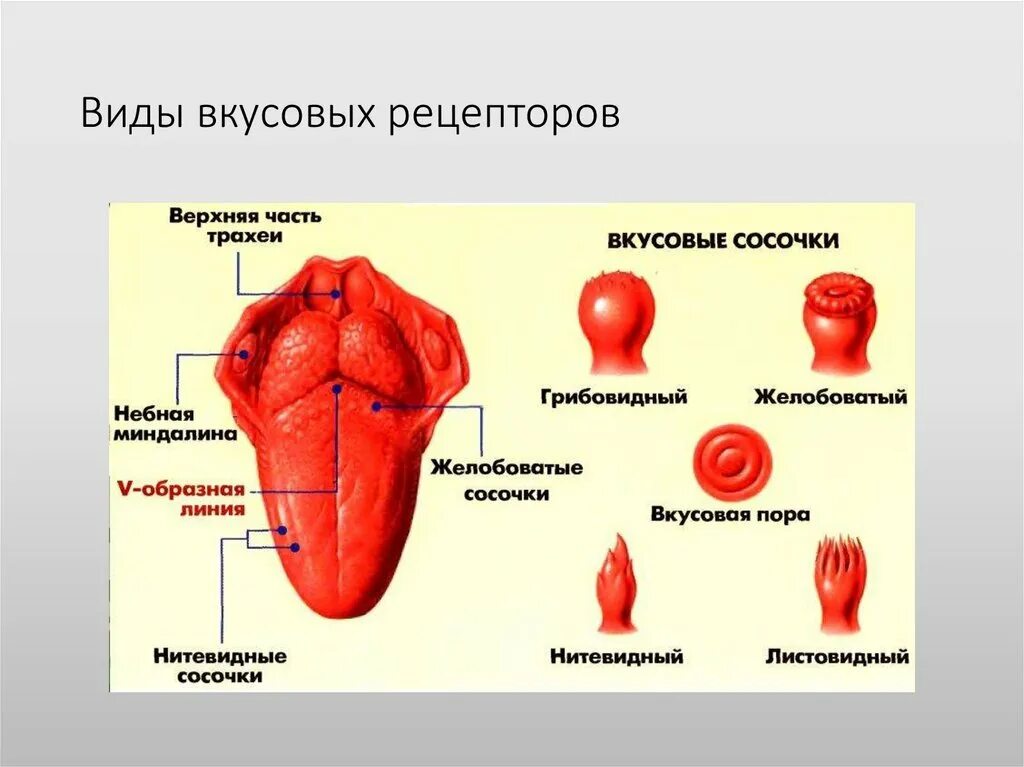 Какие вкусовые ощущения воспринимает человек. Рецепторы на языке человека вкусовые ощущения. Вкусовой анализатор. Рецепторы вкусового анализатора.