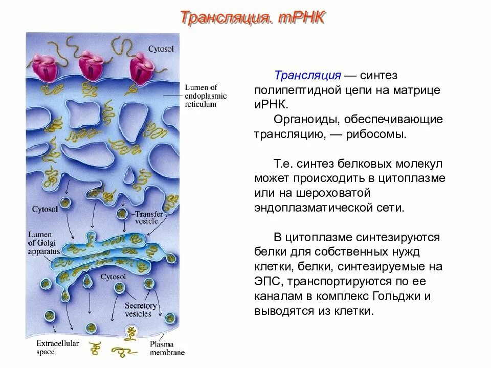 Служит матрицей при синтезе полипептидов. Обеспечивает Синтез РНК органоид. Биосинтез Синтез полипептидной цепи. Сборка полипептидной цепи органоид. Синтез белка на полипептидной цепи.