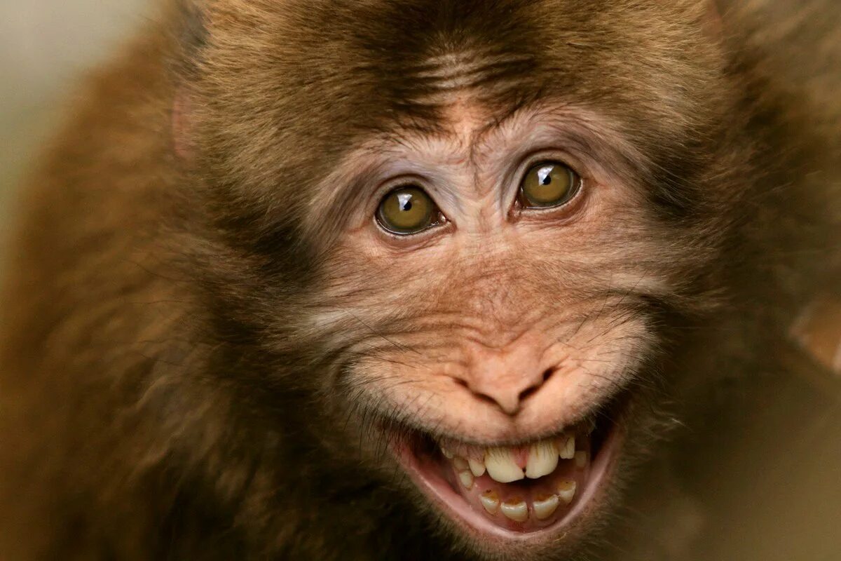 Смешные обезьянки. Улыбка обезьяны. Обезьяна улыбается. Обезьянка смеется.